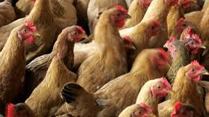 7 infected with "new bird flu" in Russia