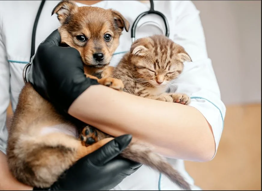 pet insurance USA 